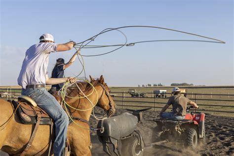 Ag Institute Aes Rodeo Practice Roping Dummy Cow 09 Flickr