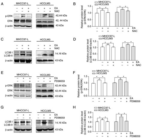 Eupalinolide A Induces Autophagy Via The Roserk Signaling Pathway In