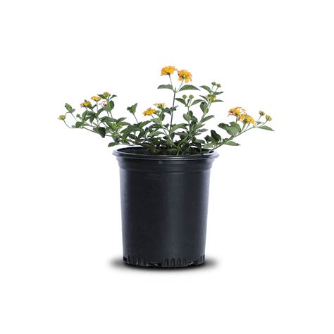 New Gold Lantana Landscape Plant Source Landscape Plant Source