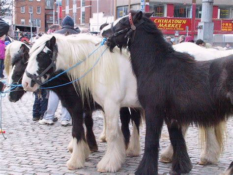 Dublin Taxi Smithfield Horse Fair