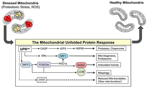 Frontiers MtDNA Metastasis And The Mitochondrial Unfolded Protein