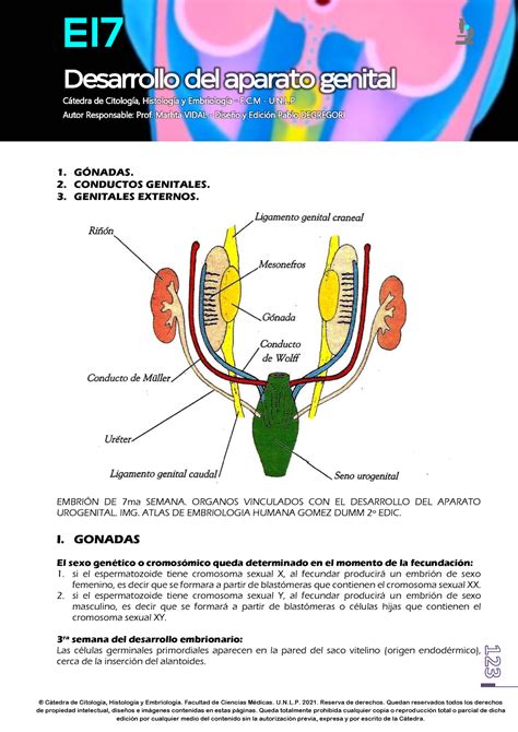 E17 Desarrollo DEL Aparato Genital 2021 WEB 123 136 Ctedra De