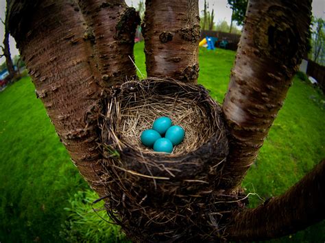 Гнездо птицы (много фото) - treepics.ru