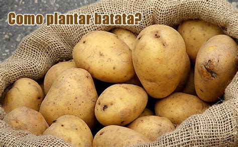 Aprenda Como Fazer Para Plantar Batata Confira Os Tipos De Solo