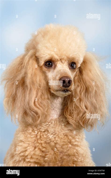 Miniature Poodle Apricot Stock Photo Alamy