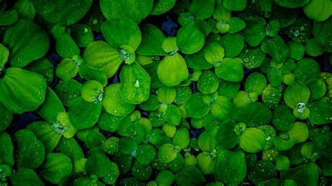 Pistia Stratiotes Plants Floating On Water 17102341 Stock Photo At Vecteezy