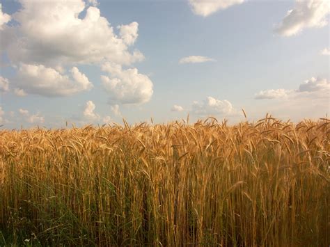 Wheatfield Free Photo Download Freeimages