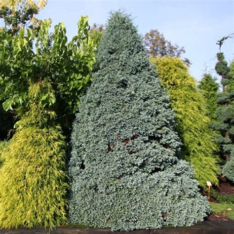 Кипарисовик горохоплодный Булевард (Chamaecyparis pisifera Boulevard ...