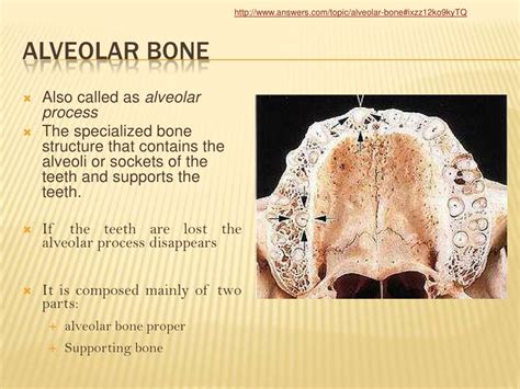 Alveolar Bone