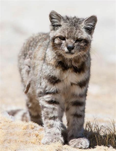 hidden world  wild cats  fascinating felines  wont find