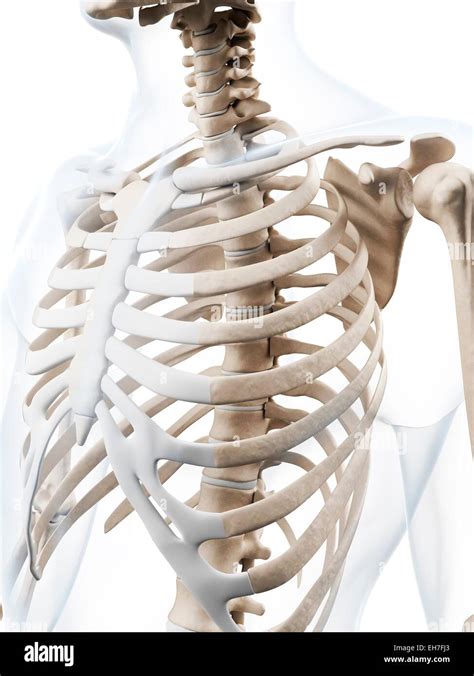 Human Ribcage Artwork Stock Photo Alamy