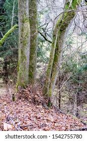Naked Trees Autumn Forest Woth Some Stock Photo Shutterstock