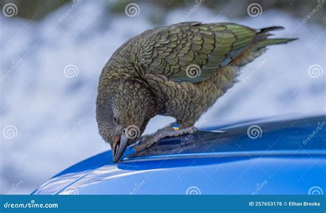 Kea`s Alpine Parrots In New Zealand Royalty-Free Stock Photography | CartoonDealer.com #155282255