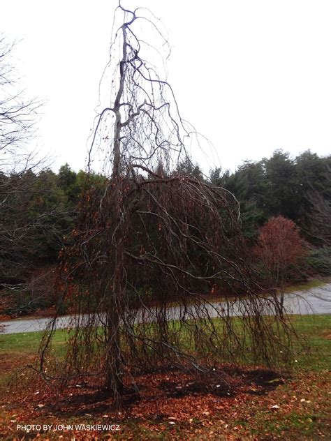 Buy Fagus sylvatica 'Pendula' Weeping Golden European Beech — Mr Maple