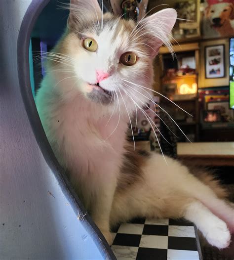 Spoiled princess : rCalicoCats