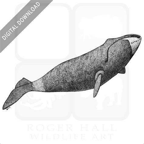 Stock Art Drawing of a Bowhead Whale - inkart