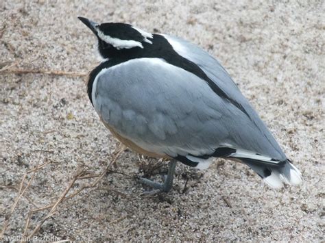 Egyptian Plover Zoochat