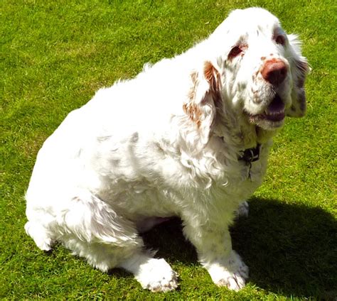 clumber spaniel dog origin characteristics