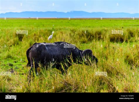 African wild buffalo Stock Photo - Alamy