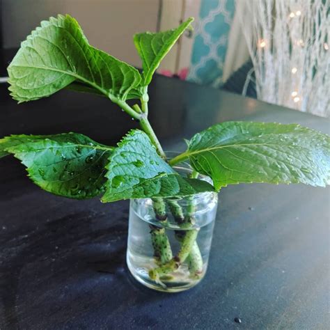 propagate hydrangea  water  step  step guide
