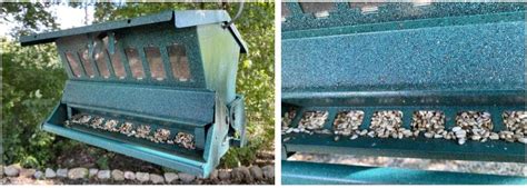 3 Ways To Keep Hawks Away From Bird Feeders 2025 Bird Watching Hq