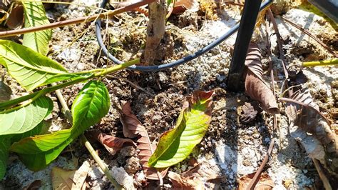 CUIDADO O EXCESSO DE ADUBO NO TRONCO DA PLANTA Dia De Trabalho Na