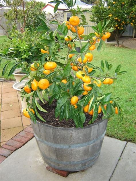 Tips On How To Grow Orange In Container Wine Barrel Planter Dwarf Fruit Trees Citrus Trees