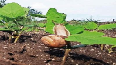 Snails Damage Crops On Hectares In Marathwada Aurangabad News