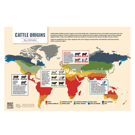 Cattle Breeds Poster Beef Loving Texans Beef Loving Texans Is Your