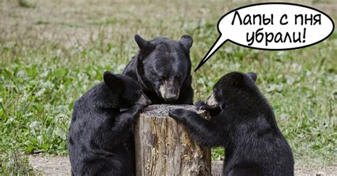 В Свинтуса играют | Пикабу