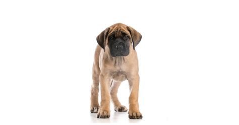 Mastiff Prix Caractère Alimentation Santé