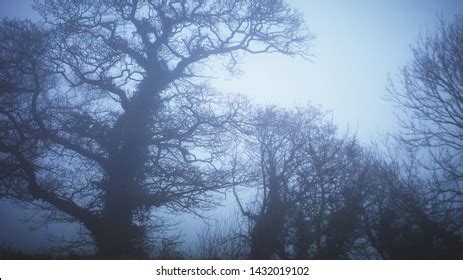 Naked Trees Misty Wintery Landscape Stock Photo Shutterstock