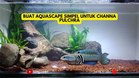 Setting Aquarium Channa Blue Pulchra Jadi Aquascape Settingaquarium