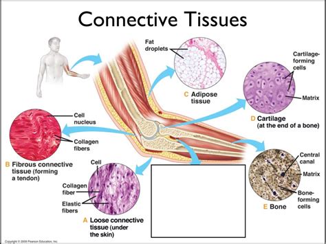 Connective Tissue Diagram Quizlet