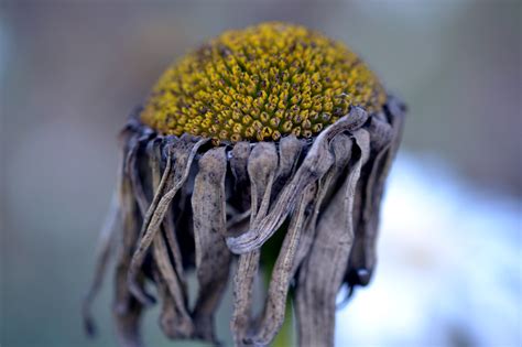 Shasta-daisy-dried – Gardens For Goldens