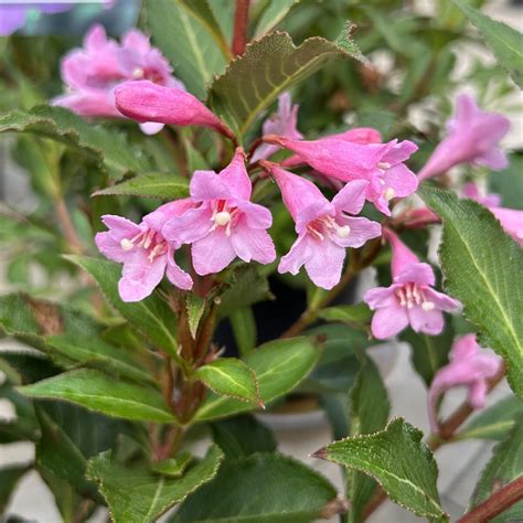 Weigela florida ‘Pink Poppet’ – Find haveplanter