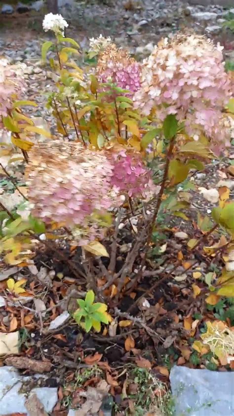 Гортензия БОБО. Другая партия и другой окрас. - YouTube