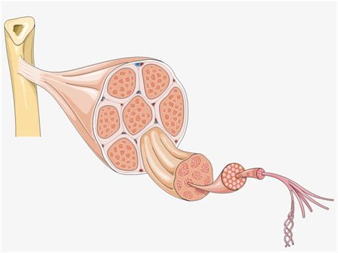 muscle fiber diagram unlabeled png image transparent png