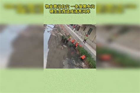 物业费没白交一条臭黑水沟硬生生改造成清秀河岸 成清秀 白交 水沟