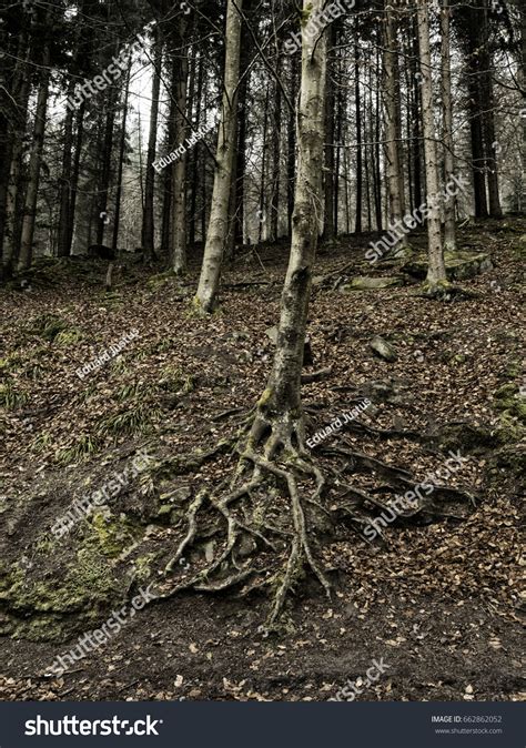 Naked Roots Stock Photo 662862052 Shutterstock