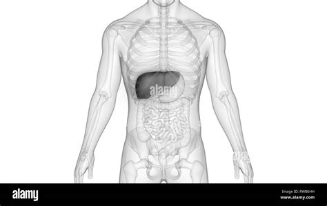 Human Liver Diagram Black And White