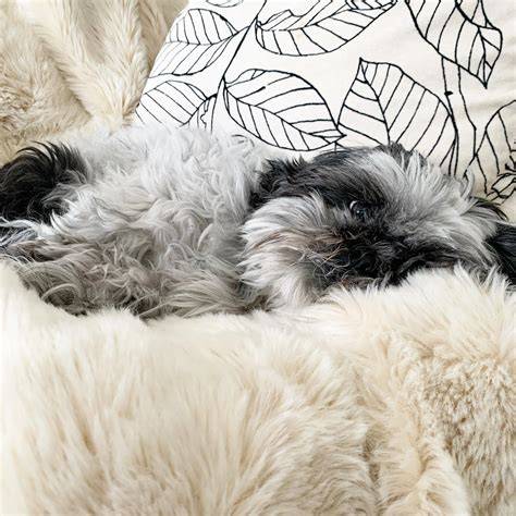She will only lay on the most luxurious of blankets | Scrolller