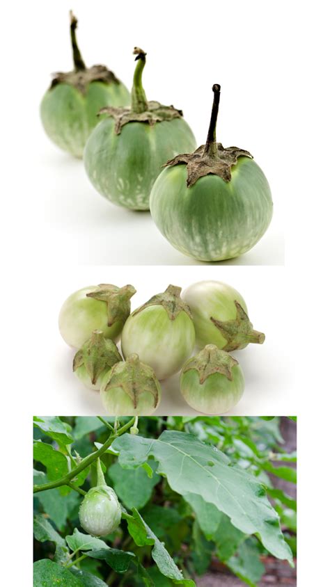 Different Types Of Eggplants To Grow In Your Home Garden