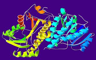 Alcohol Dehydrogenase in Yeast: Function & Mechanism | Study.com