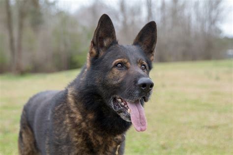 Czech German Shepherd Info Pictures Characteristics And Facts Hepper
