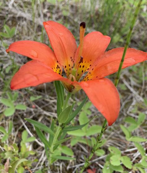 Saskatchewan Flower