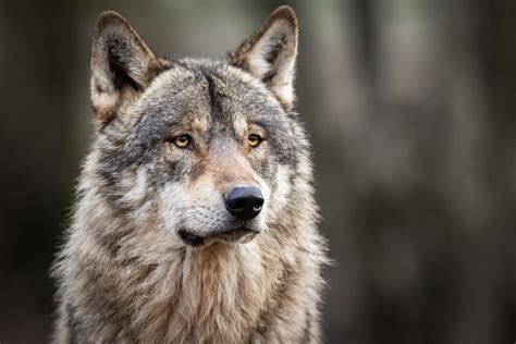 Wolf Facts: 9 Fascinating Things You May Not Know About Wolves