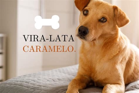 O Vira Lata Caramelo - Vira-lata caramelo: símbolo do Brasil resiliente