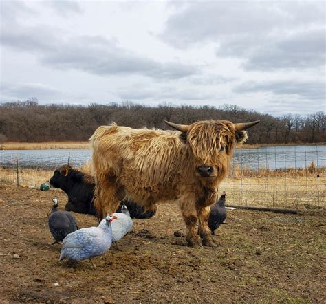 Wee Hoofs, Miniature Scottish Highland cows and Moo_re - Miniature