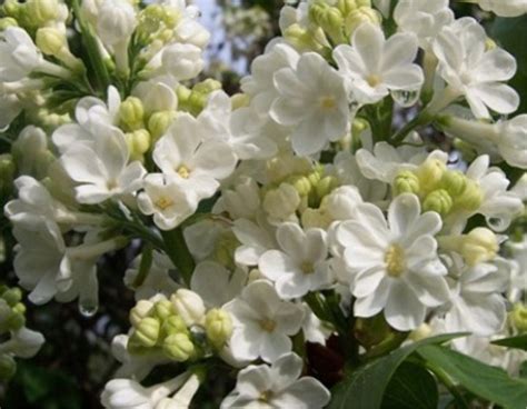 Люляк "Рочестър" (14 снимки): описание и зимна издръжливост на ...